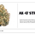 AK-47 Strain: Premium Cannabis Flower for the United Kingdom by ukdispensary