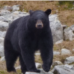 Bearing Mount and Black Bear Mount: A Complete Guide to Craftsmanship and Trophy Display