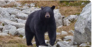 Bearing Mount and Black Bear Mount: A Complete Guide to Craftsmanship and Trophy Display