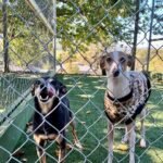 A Dogs Domain and Cats Too – Trusted & Loving Dog Boarding Melbourne for Your Pets