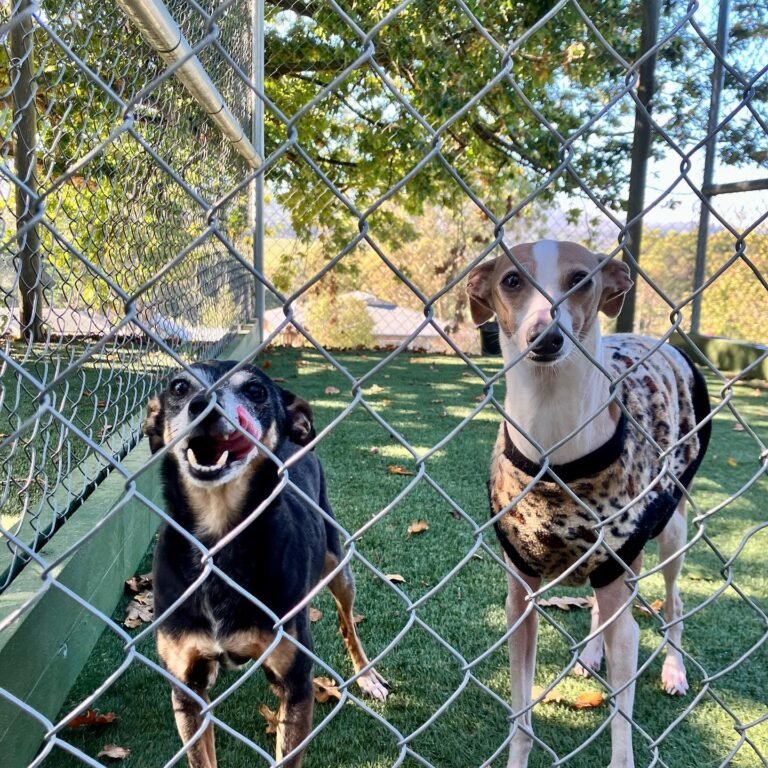 A Dogs Domain and Cats Too – Trusted & Loving Dog Boarding Melbourne for Your Pets