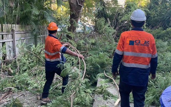 Safe and Simple Tree Removal on Sydney North Shore: What You Should Know