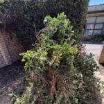 Rubbish collection service Canberra