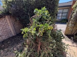 Rubbish collection service Canberra