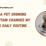 How a Pet Drinking Fountain Changed My Pet’s Daily Routine