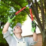 Tree Pruning Services Pembroke Pines