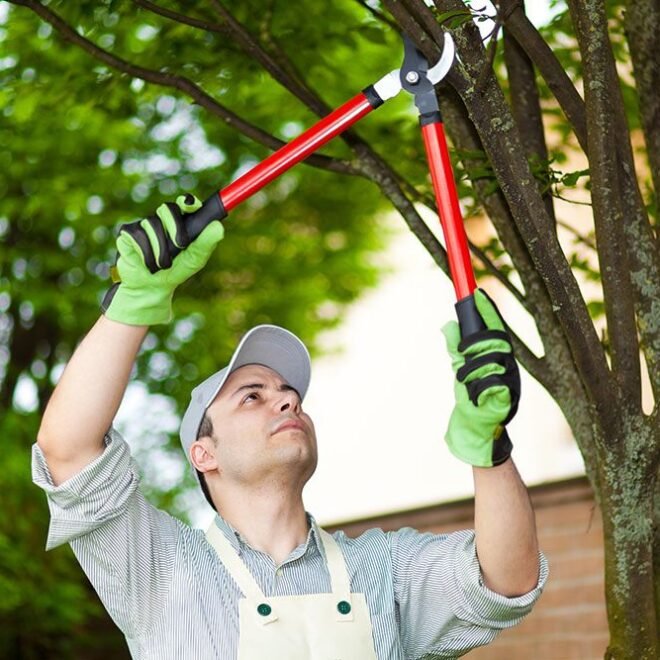 Tree Pruning Services Pembroke Pines