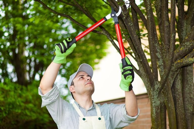Tree Pruning Services Pembroke Pines
