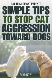Why Dogs Dislike Cats: Causes and Solutions