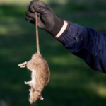 How to Keep Rodents Out of Your Columbia, SC Home