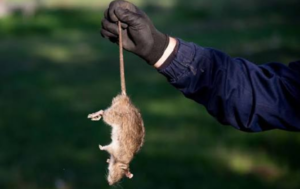 How to Keep Rodents Out of Your Columbia, SC Home