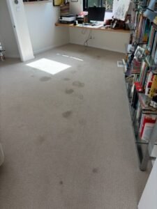 A Practical Guide to Removing Carpet Stains