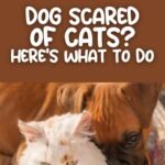Why Dogs Are Scared of Cats