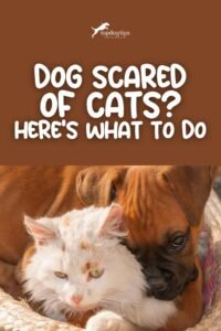 Why Dogs Are Scared of Cats
