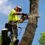 Trees by Forrest: Trusted Tree Contractors for Safe and Professional Tree Care