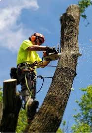 Trees by Forrest: Trusted Tree Contractors for Safe and Professional Tree Care