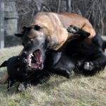 Dog Aggression And Anxiety Training Englewood: Helping Dogs Develop Better Behaviors