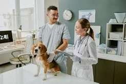 Veterinary Clinic A reliable Companion within Pet Your health