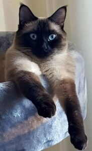 Luxury Cat Boarding Suites for Comfortable Feline Care