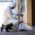 A Practical Guide to Professional Termite Extermination