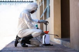A Practical Guide to Professional Termite Extermination