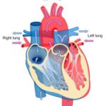 A sophisticated Method of Center Well being Cardiology