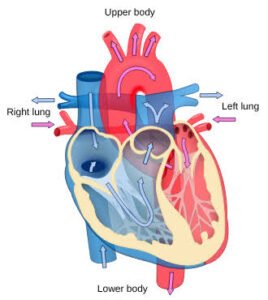 A sophisticated Method of Center Well being Cardiology