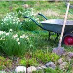 Complete Landscape Tree Care With Salas Services LLC