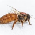 Queen Bees for Sale AU | Quality Live Bees for Australian Hives