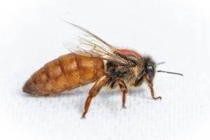 Queen Bees for Sale AU | Quality Live Bees for Australian Hives