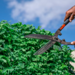 Professional Dangerous Tree Removal and Residential Tree Trimming in Knightdale, NC