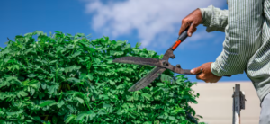 Professional Dangerous Tree Removal and Residential Tree Trimming in Knightdale, NC