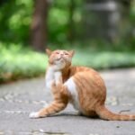 6 Pests and Parasites That Bug Your Pets (And How to Protect Your Home and Furbabies)