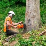 Understanding Tree Care Needs in Wayne, MI