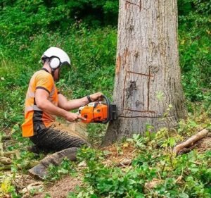 Understanding Tree Care Needs in Wayne, MI